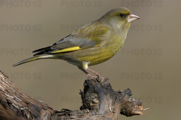 Greenfinch, Greenfinch, European Greenfinch, Western Greenfinch, Carduelis chloris, (Chloris chloris), Battenberg, Hockenheim, Baden-Württemberg, Germany