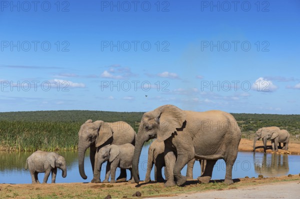 African elephant, (Loxodonta african), Addo Elephant National Park, Addo Camp, Western Cape, South Africa
