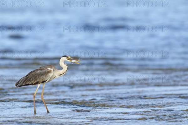 Grey grey heron (Ardea cinerea), Foraging, Boat Trip, Tiszaalpár, Kiskunsági National Park, Bács-Kiskun, Hungary