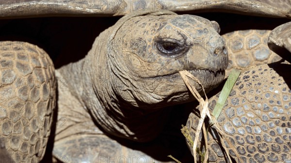 A close up of a turtle, chewing grass