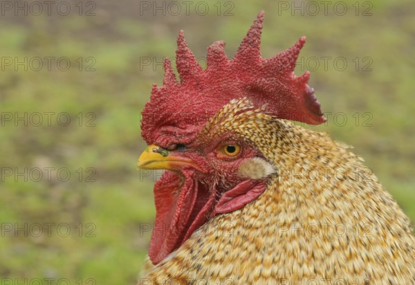 Rooster, red comb, La Gomera, Spain