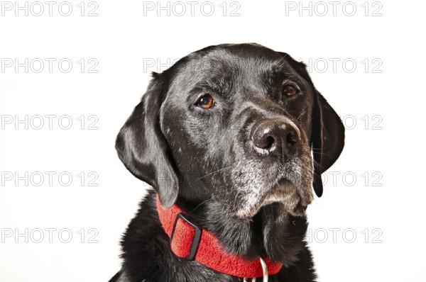 Labrador in front of a white background
