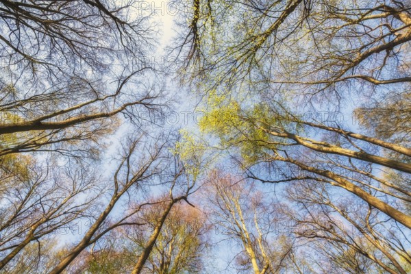 Looking up at the green tree tops in spring forest, bottom view