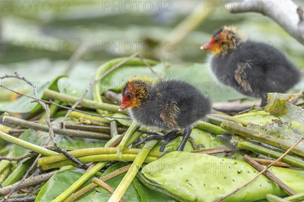 Eurasian Coot (Fulica atra) chicks waiting for food. Bas Rhin, Alsace, France