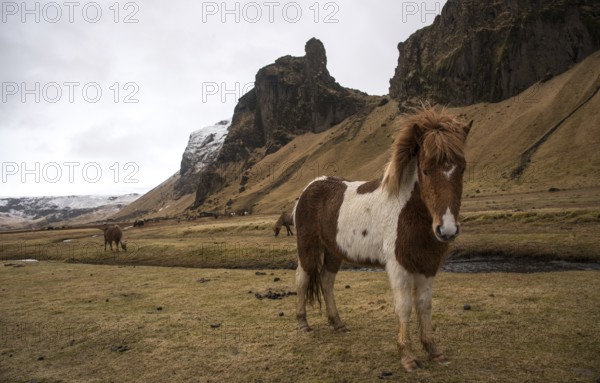 Icelandic horses at the valley behind Kalta volcano mountain covered on snow in spring time