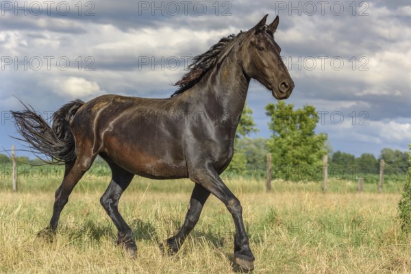 Large black horse in a spring pasture. Alsace, France