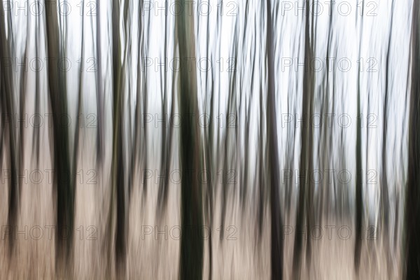 Trees in the forest, blur effect, Leoben, Styria, Austria