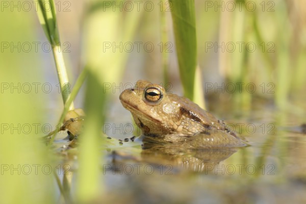 Frog in a pond during mating season