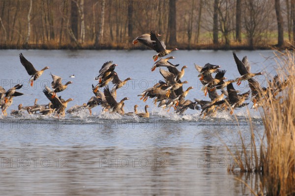 White-fronted Geese, starting, Anser albifrons, Lesser White-fronted Geese, Greater White-fronted Geese, starting