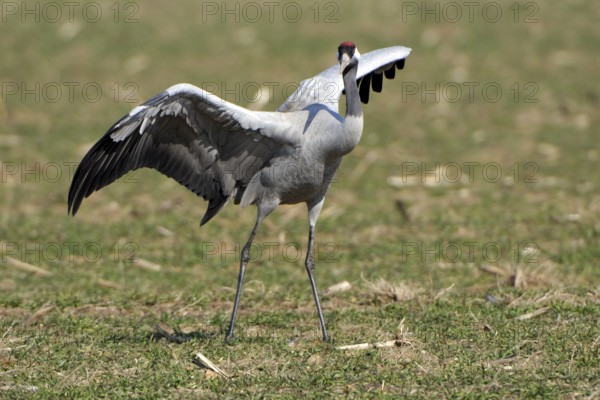European Crane -Common Crane, Grus grus, courtship display