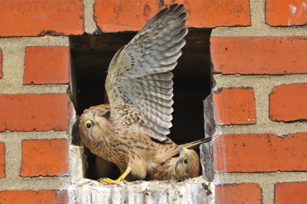 Turmfalken, fluegge Jungvoegel am Horst, Common Kestrel, fully-fledged, full fledged, Fledglings in nest cavity