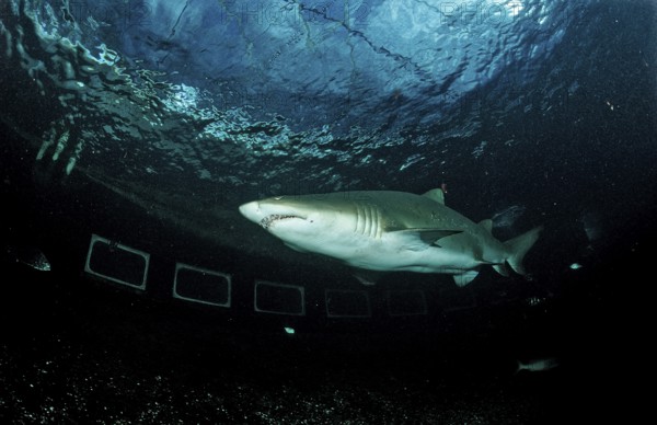 Sand tiger, Odontaspis taurus, South Africa, Port Elizabeth, Ibhayi, Madiba Bay, Indian Ocean