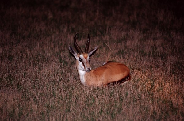 Resting springbok at night, Antidorcas marsupialis, South Africa, Kruger, National Park