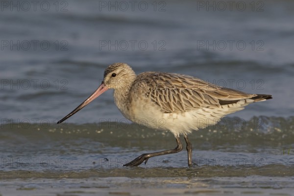 Bar-tailed godwit, (Limosa lapponica), foraging, waters, biotope, animals, birds, snipe, Barr Al Hikman, Al Ghidin, Al Wusta, Oman