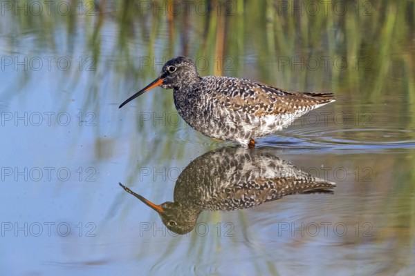 Spotted Redshank, (Sringa erythropus), foraging in water, water bodies, plover-like, Wadi Darbat, Salalah, Oman