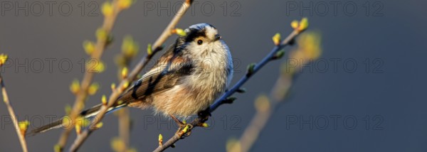 Long-tailed Tit, (Aegithalos caudatus), songbird, animals, birds, family of tits, Nahe valley, Rhineland-Palatinate, Federal Republic of Germany