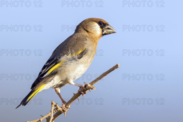 Arabian Bullfinch, Golden-winged Bullfinch, (Rhynchostruthus percivali), Family of Finches, Ayn Tobroq and Ayn Athum junction, Salalah, Dhofar, Oman