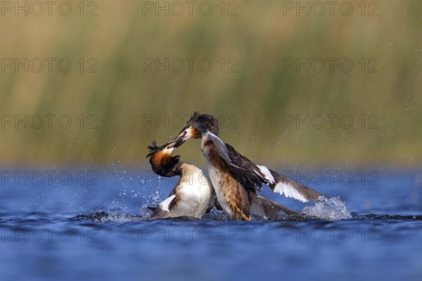 Great Crested Grebe, (Podiceps Scalloped ribbonfish), courtship behaviour, two individuals, Hides de El Taray / Floating Hid, Villafranca de los Caballeros, Castilla La Mancha / Toledo, Spain