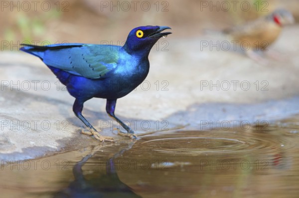 Purple glossy starling, (Lamprotornis purpureus), Africa, Gambia, Tendaba camp / Tendaba photo hid, Kwinella, South Bank, Gambia