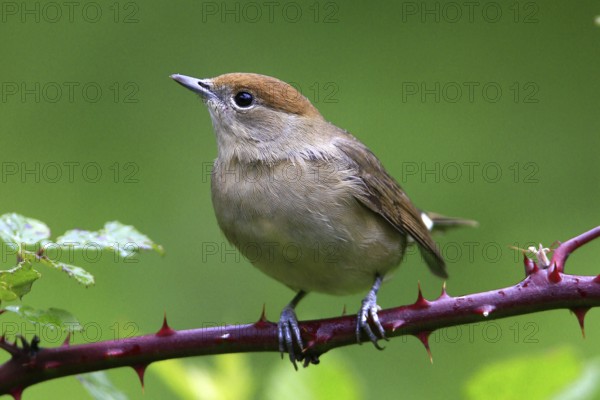 Female blackcap (Sylvia atricapilla) on perch, biotope, habitat, foraging, animals, birds Hesse, Federal Republic of Germany