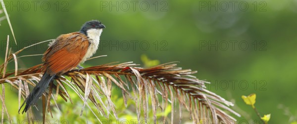 Tiputip, White-browed Coucal, (Burchells Coucal), Centropus superciliosus burchelli, White-browed Spur-winged Cuckoo, animals, birds, iSimangaliso Wetland Park, St. Lucia, KwaZulu-Natal, South Africa