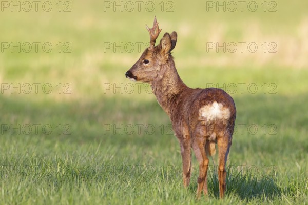 Roe deer, European roe deer, (Capreolus capreolus), roebuck, standing in a meadow in the morning, biotope, habitat, animals, mammals, Erpolzheimer Bruch, Bad Dürkheim district, Rhineland-Palatinate, Federal Republic of Germany