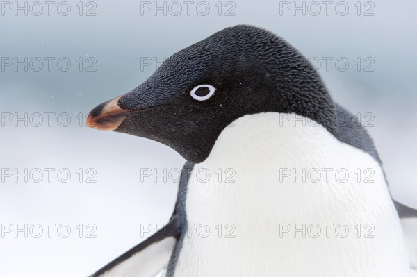 Adelie Penguin, Portrait, Animals, Birds, Penguins, (Pygoscelis adeliae) Penguin Island, South Shetland Islands, Shetland Islands, Antarctica