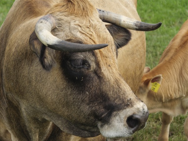 Close-up of a cow with horns and distinctive fur pattern, next to a calf, velen, North Rhine-Westphalia, germany