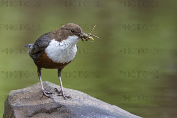 White-breasted dipper, (Cinclus cinclus), animals, birds, biotope, habitat, waters, foraging, dipper family, Oberweiler-Tiefenbach, Kaiserslautern district, Rhineland-Palatinate, Federal Republic of Germany