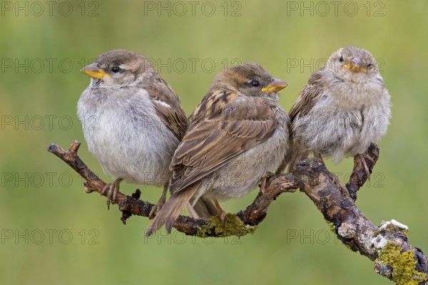 House sparrow, sparrow, house sparrow, (Passer domesticus), animals, birds, songbirds, family of sparrows, three on perch, Beindersheim, Bad Dürkheim district, Rhineland-Palatinate, Germany