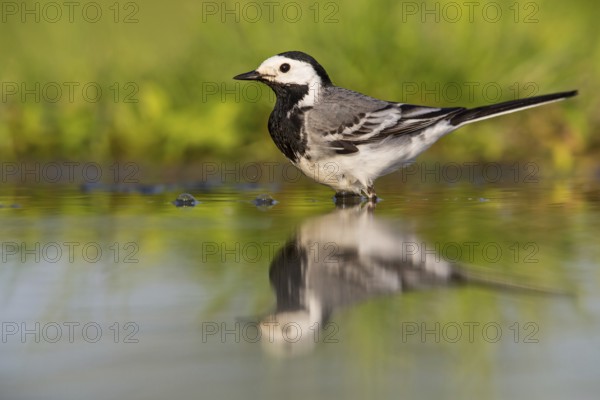 White wagtail, (Motacilla alba), animals, birds, family of wagtails and pipits, Beindersheim, Bad Dürkheim district, Rhineland-Palatinate, Federal Republic of Germany