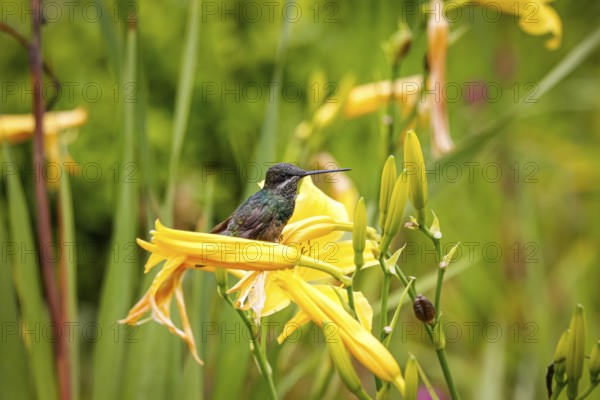 Beautiful small Stripe-breasted star throat perched on a yellow flower, Caraca natural park, Minas Gerais, Brazil