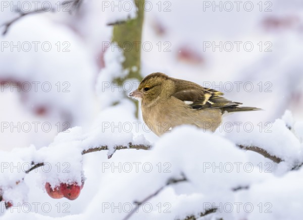 Closeup of a female chaffinch sitting on a snow covered tree