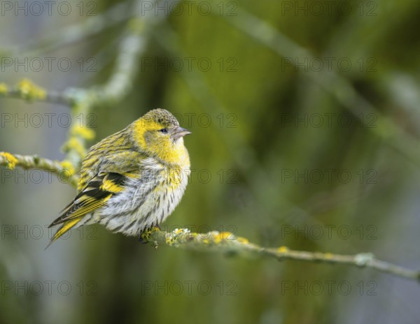 Female black-headed goldfinch sitting on a twig