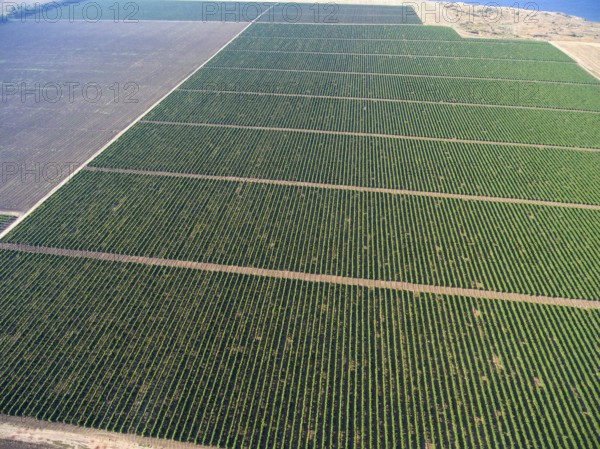 Aerial top view on extensive vineyards background