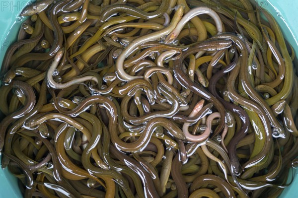 A lot of small eels in the basket in the local market, Thailand