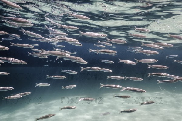 Fish School Underwater. Fishes underwater background