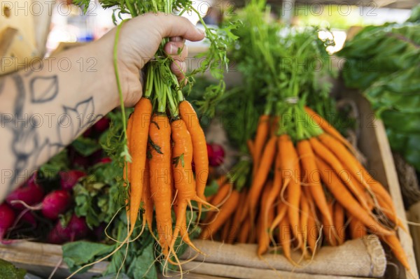 First person perspective as a shopper buys locally produced organic carrots at a market stall during a street fair with copy space on the right