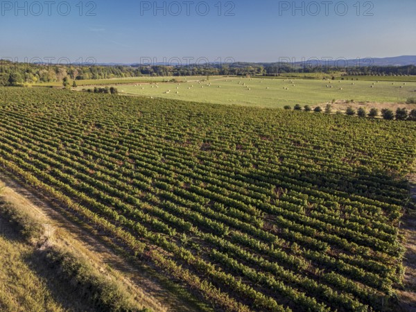 Vineyard near to Carcasona, Aude, Languedoc-Rosellón region. French Republic