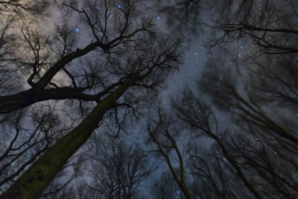 Beautiful Starry night, the Milky Way and the trees, Windy night moving trees
