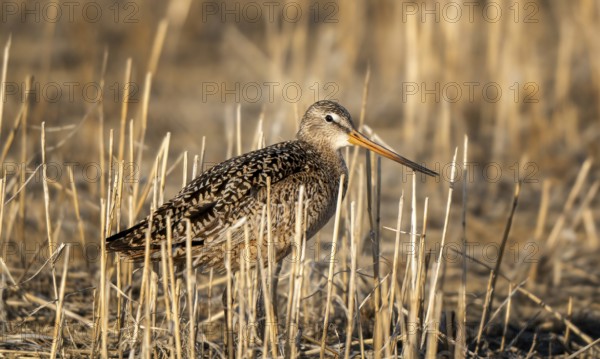 Godwit Bird Prairie in Saskatchewan Canada Wild