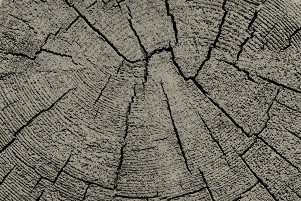 Cut tree stump surface as a background texture