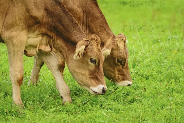 Dairy Cattle in the Traditional Pasture. Bolsternang, Germany Bolsternang, Germany