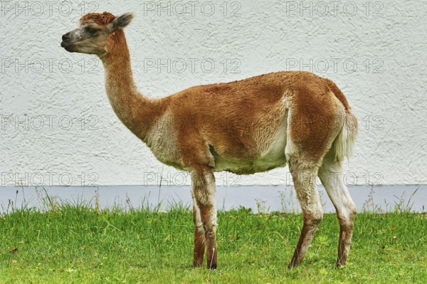 Alpaca (Vicugna Pacos) near the White Wall of a House Bolsternang, Germany