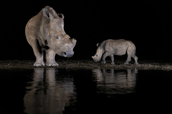 White female rhino (Ceratotherium simum) and a young animal at the waterhole, Animals, Mammals, Rhinos, Night photograph, in Zimanga Private Reserve, South Africa