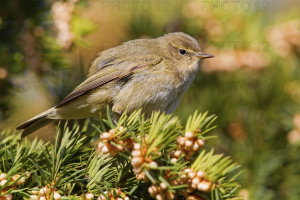 Chiffchaff, willow warbler, (Phylloscopus collybita), Phylloscopus collybitus, PTiere, birds, songbirds, willow warbler family, perch, biotope, Luisenpark, Mannheim, Baden-Württemberg, Federal Republic of Germany