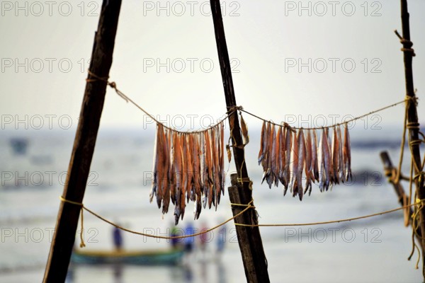 Bombil fish drying, Uttan Beach, Bhayandar, Mumbai, Maharashtra, India, Asia