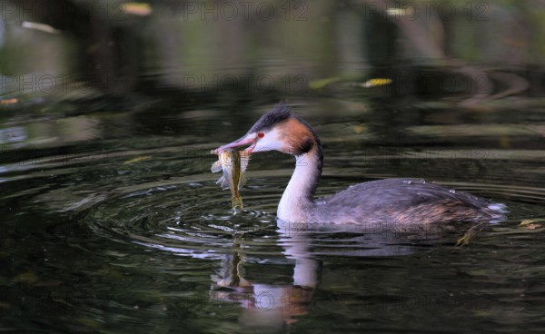 Great crested grebe with fish (Podiceps cristatus)