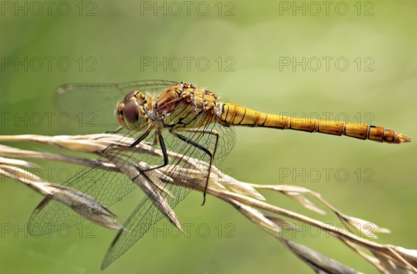 Vagrant darter (Sympetrum striolatum)