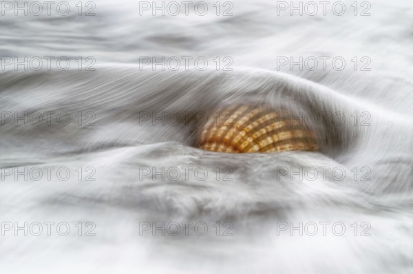 Cockle (Cardiidae spec.)